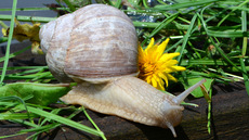 Weinbergschnecke_ (7).jpg